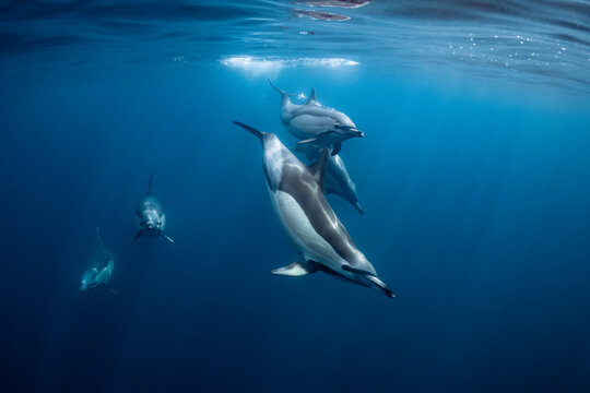 Pod of common dolphins (Delphinus delphis) swimming in the Atlantic Ocean near the Western Cape coast of South Africa