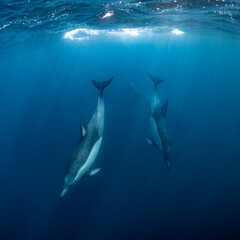 Fototapeta premium Pod of common dolphins (Delphinus delphis) swimming in the Atlantic Ocean near the Western Cape coast of South Africa