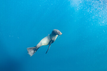 Cape or Brown fur seal or sea lion playing with diver in South Africa