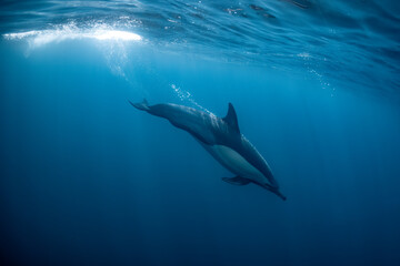 Fototapeta premium Pod of common dolphins (Delphinus delphis) swimming in the Atlantic Ocean near the Western Cape coast of South Africa