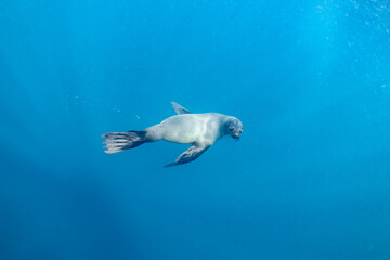 Fototapeta premium Cape or Brown fur seal or sea lion playing with diver in South Africa