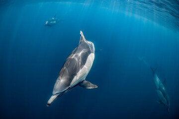 Pod of common dolphins (Delphinus delphis) swimming in the Atlantic Ocean near the Western Cape coast of South Africa