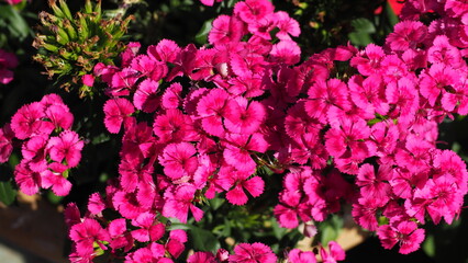 Full screen Cluster of purple pink flowers of Dianthus barbatus (the sweet William), in a dark background of leaves