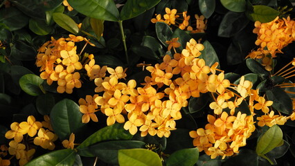 Full screen of clusters of yellow  Ixora chinensis (Chinese Ixora) flowers against a dark background of green leaves