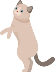 Beige cat with blue eyes standing on its hind legs and raising its paws
