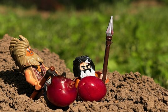 LEGO Hobit figure of skin changer character Beorn slicing sweet cherry fruit with large axe, dwarf Bifur standing next to him with whole cherry, spear in head.  Soil under is molerat hill in garden. 