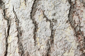 Wood texture. Creative sycamore bark background