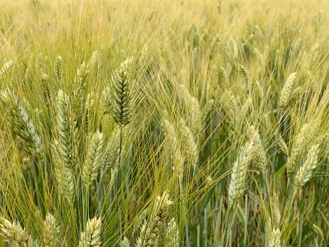 Fluffy spikes and heads of almost ripe durum wheat plants on agricultural field, sunlit by summer daylight sunshine. 
