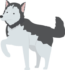 Beautiful siberian husky dog is standing and raising its paw