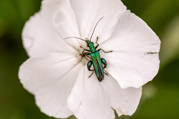 Makro-Aufnahme eines grün-metallisch schillernder Käfer auf einer weißen Blüte