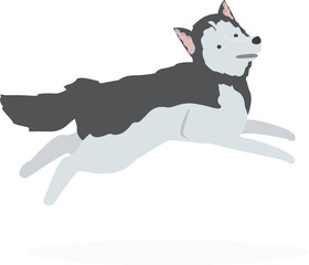 Siberian husky dog is jumping through the air