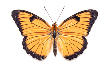 Fototapeta premium A large orange butterfly with black markings on its wings.