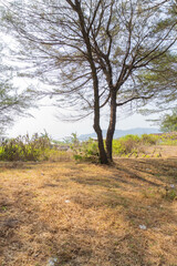 tree in the field