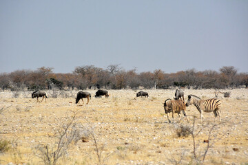 Zebras and wildebeest walk on the savannah on dry grass in a natural environment in the bright sun in a national park. Kenya, Africa