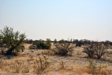 Several zebras walk across the savannah on the dry grass between the bushes. Kenya, Africa