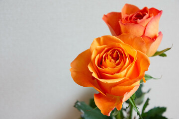 オレンジ色のバラ