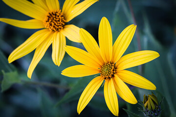 yellow flower in the garden