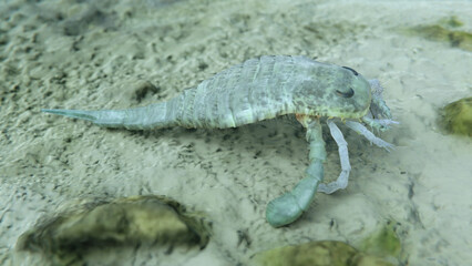 A 3D illustration of an extinct sea scorpion Eurypterus remipes on a Silurian seafloor 420 million years ago.