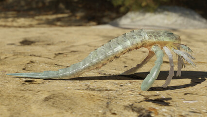 Eurypterus remipes on a Silurian Beach