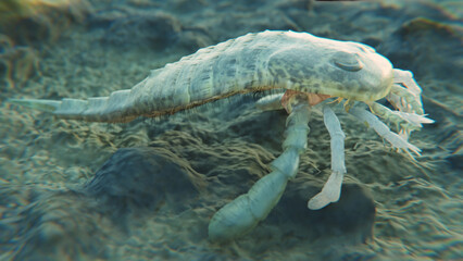 A 3D illustration of an extinct sea scorpion Eurypterus remipes on a Silurian seafloor 420 million years ago.