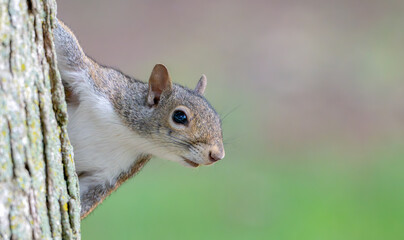 Close up of a grey squirrel peeking from behind a tree.