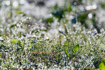a droplet on the grass in the morning dew
