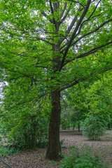Stately tree georgian oak is subspecie sessile oak. Green leaf of majestic quercus petraea family beech fagaceae in botanical garden. Oak rocky deciduous large plant. Oak under protection.