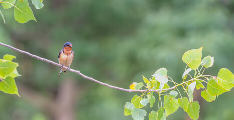 Closeup of a barn swallow perched on a branch.