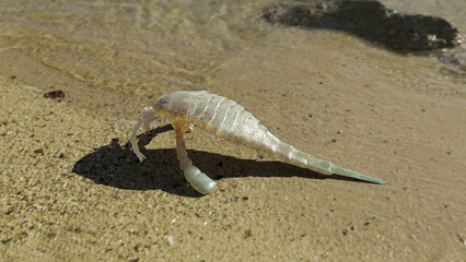 Eurypterus remipes on a Silurian Beach