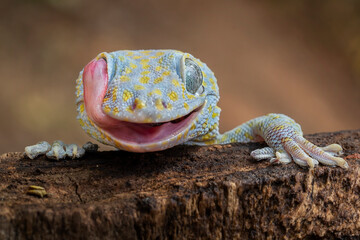 Tokay Gecko (Gekko gecko) does not have eyelids. To keep their eyes free of dust, they use their tongues to lick and clean them and keep them moist.