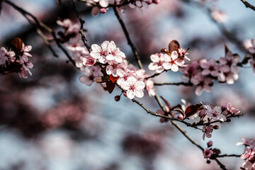 A spring day with fruits flower