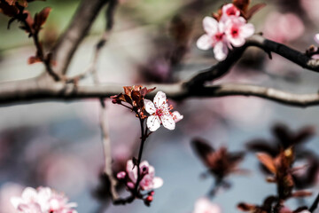 A spring day with fruits flower