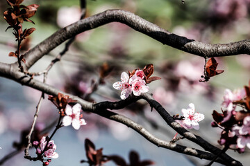 A spring day with fruits flower