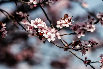A spring day with fruits flower