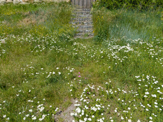 Path overgrown with grass leading to the old stone stairs