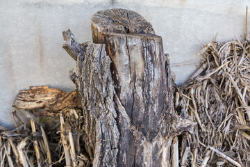 Obraz premium High stump of the old tree partly without bark