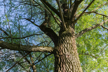 Part of old willow in evening light, bottom up view