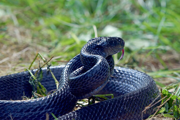 Big black boiga snake attack aggressively	
