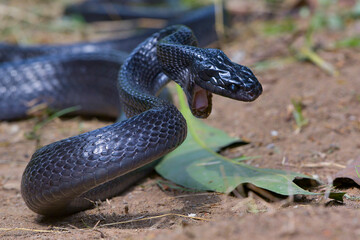 Big black boiga snake attack aggressively	
