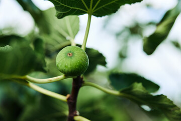 Fresh fig growing on tree branch with vibrant green leaves in background