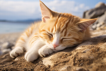Obraz premium Cute cat sleeping at beach
