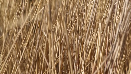 straw texture background