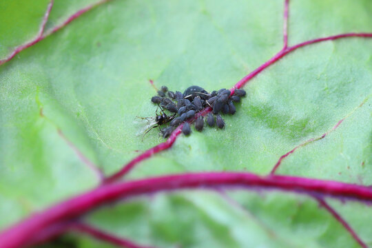 Tiny parasitoid wasp that use aphids as their hosts Aphidiidae, Aphidiinae. A female in the process of laying eggs to Black bean aphid, Aphis fabae.