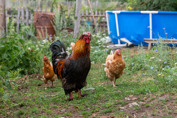 A beautiful rooster surrounded by chickens