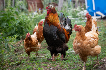 A beautiful rooster surrounded by chickens