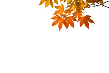 Natural autumn background