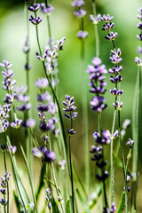Flowers in mountain. Spring, flowers