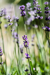 Flowers in mountain. Spring, flowers