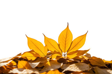 Naklejka premium Natural autumn background