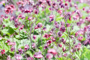 Nature background with spring flowers. Selective and soft focus. Close up.	